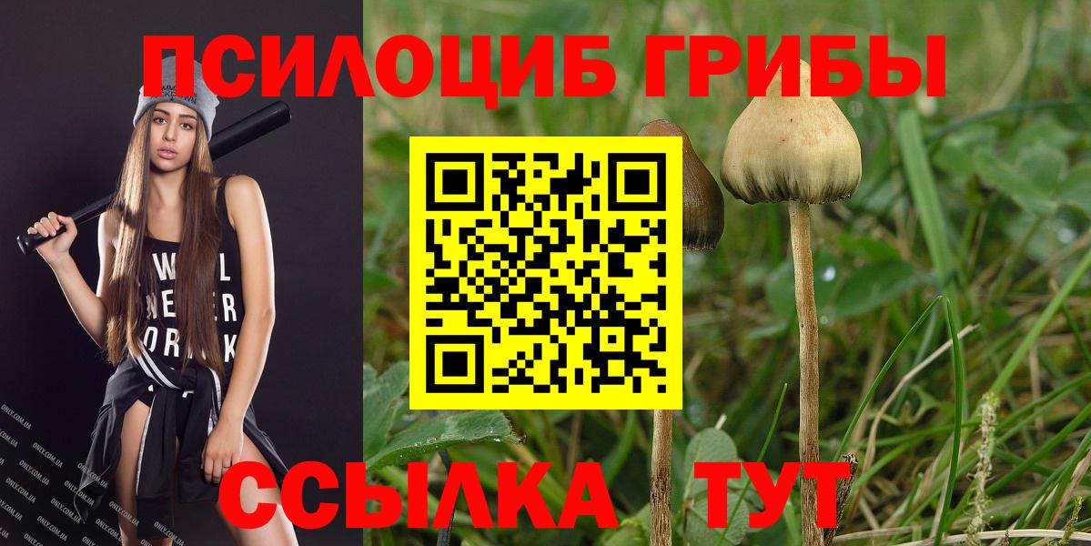 Галлюциногенные грибы Psilocybe  Вход с VPN  Камышин 